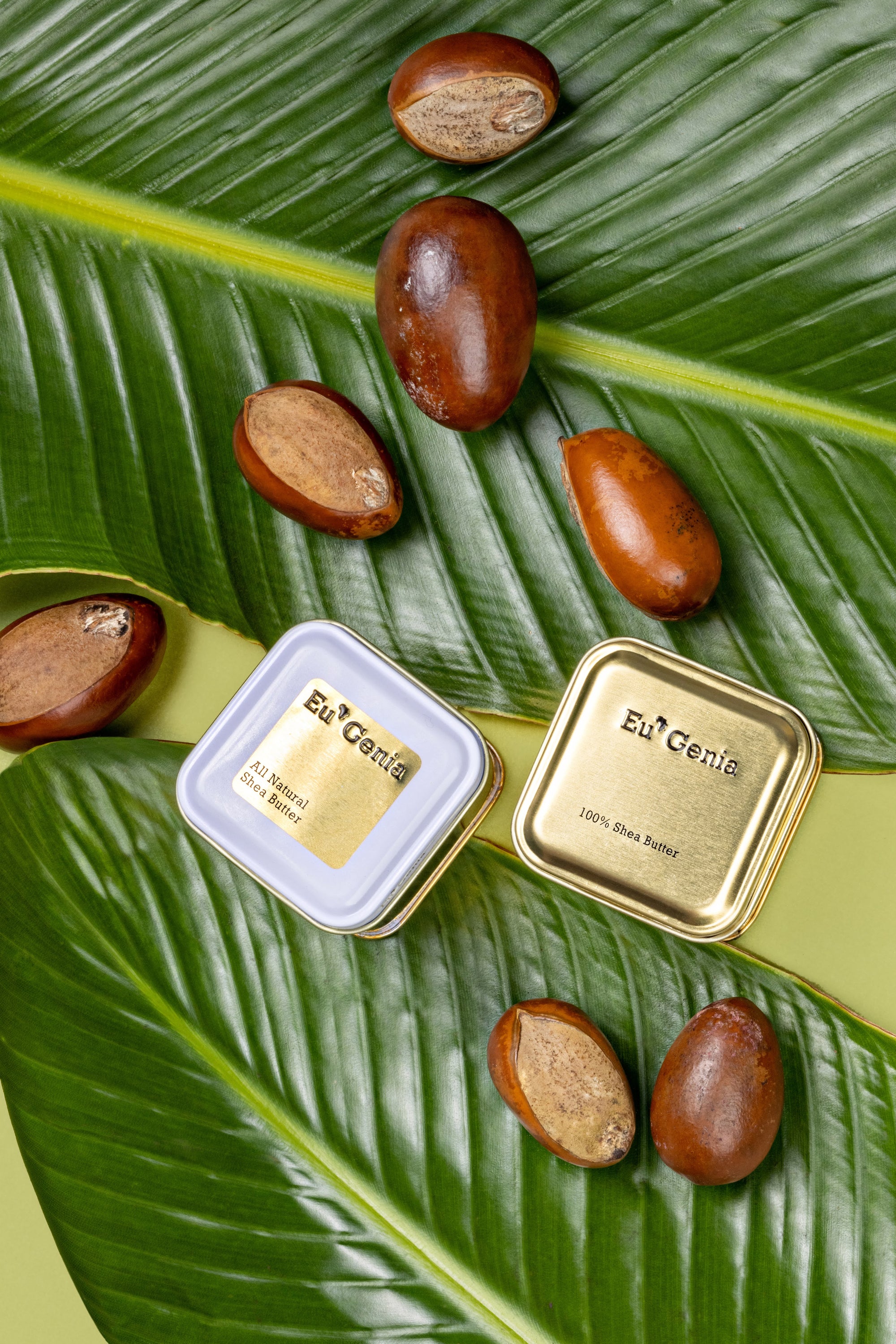 Two tins of shea butter on a leafy green background with shea nuts